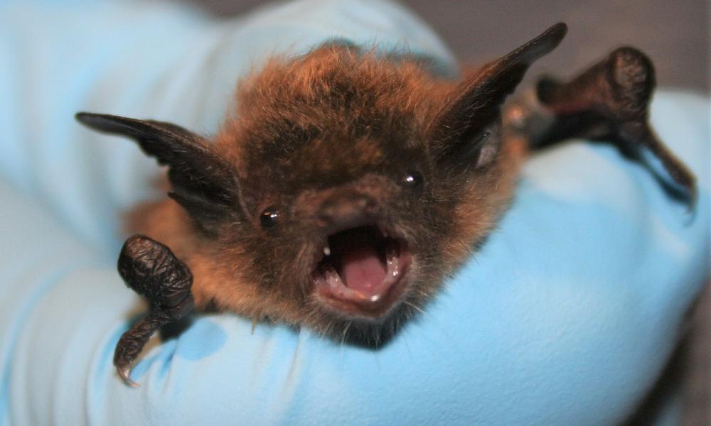 little brown bat