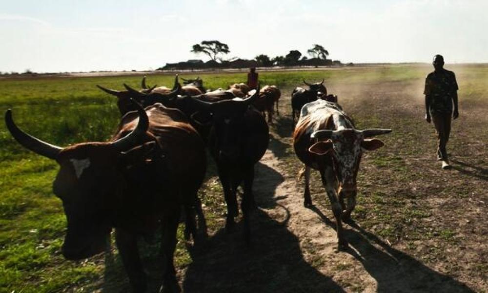 Resilient cattle farmer