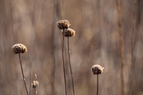 Prairie autumn