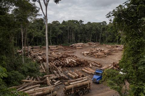 Logging and land grabbing in Brazil