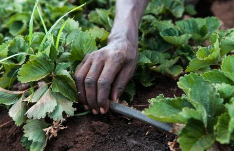 Drip irrigation