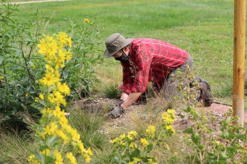 red oak rain garden