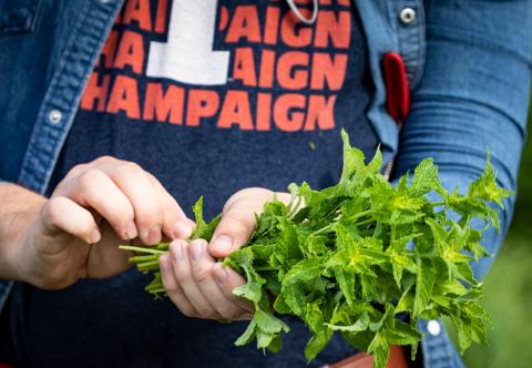 Fresh mint at the student sustainable farm