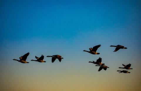 birds flying