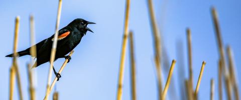 red-winged blackbird