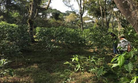 Shade grown coffee farm in Veracruz