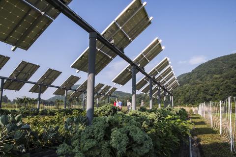 Agrivoltaics - solar panels shown over crops