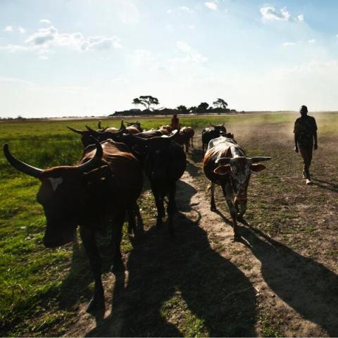 Resilient cattle farmer